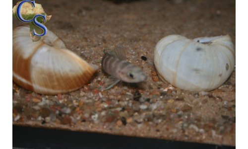 Neolamprologus cylindricus